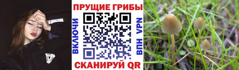 Псилоцибиновые грибы прущие грибы  Купить  Бирюч 